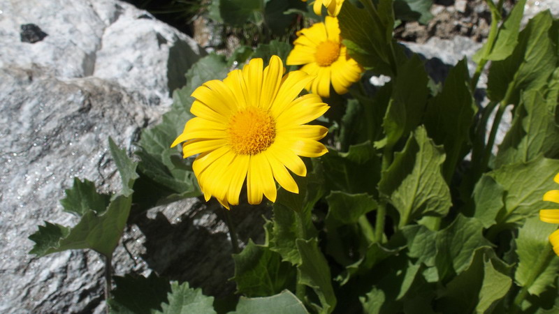 Asteracea - Doronicum grandiflorum